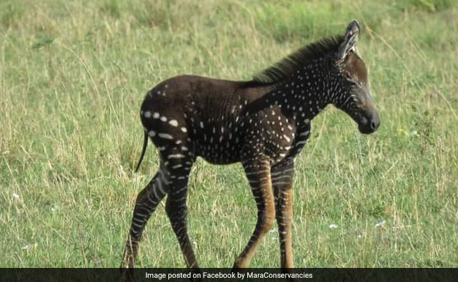 Incredibly Rare Polka-Dotted Zebra Spotted In Kenya