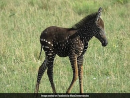 पार्क में दिखा अजीबो-गरीब जानवर, Photo सोशल मीडिया पर वायरल, जानिए क्या है इसमें खास? पार्क में दिखा अजीबो-गरीब जानवर, Photo सोशल मीडिया पर वायरल, जानिए क्या है इसमें खास?