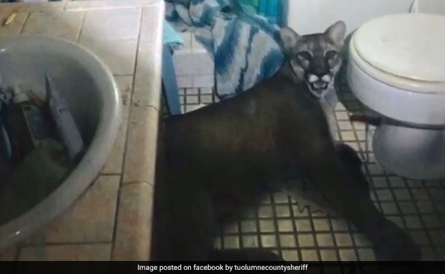 बाथरूम का दरवाजा खोलते ही उड़ गए होश, सामने बैठा था पहाड़ी शेर...देखें VIDEO