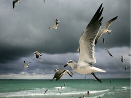North American Bird Population Fell By Quarter Over 50 Years: Study North American Bird Population Fell By Quarter Over 50 Years: Study