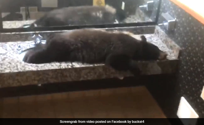 होटल के Ladies Toilet में पहुंच सो गया भालू, देखते ही चीख पड़ीं लड़कियां, देखें VIDEO