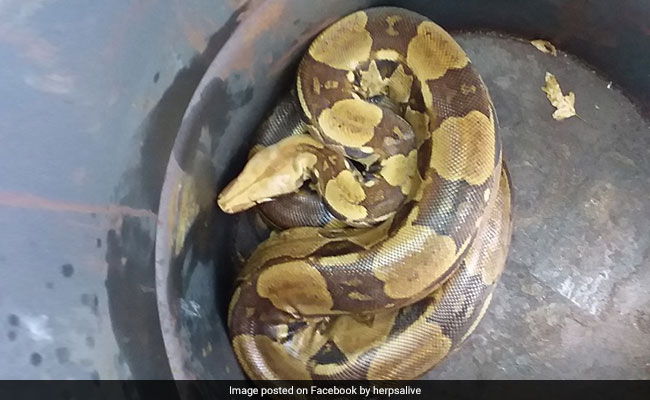 Woman Finds 7-Foot Boa Constrictor Slithering On Her Lawn