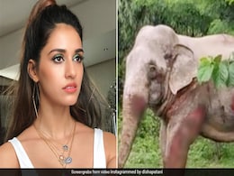 Viral Video: ट्रेन की टक्कर से घायल हुआ हाथी तो दिशा पटानी ने वीडियो पोस्ट कर किया ये कमेंट Viral Video: ट्रेन की टक्कर से घायल हुआ हाथी तो दिशा पटानी ने वीडियो पोस्ट कर किया ये कमेंट