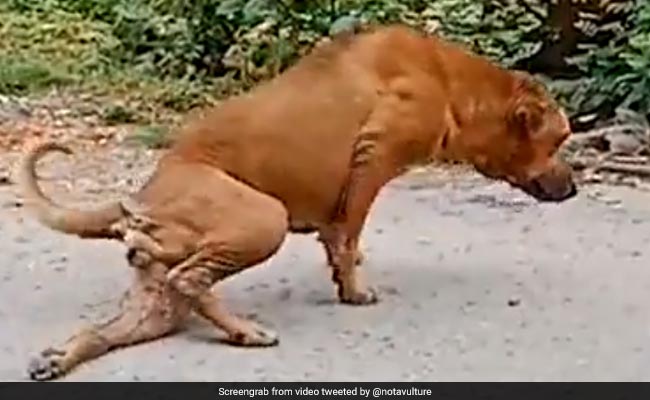 खाने के लिए कुत्ते ने किया पैर टूटने का नाटक, वायरल हुआ VIDEO