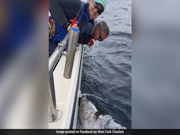 शख्स को मिली करोड़ों की कीमत वाली ये मछली, कुछ देर बाद ही समुद्र में छोड़ा वापस...जानिए क्यों? शख्स को मिली करोड़ों की कीमत वाली ये मछली, कुछ देर बाद ही समुद्र में छोड़ा वापस...जानिए क्यों?