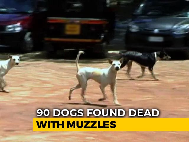 90 Dogs Found Dead With Muzzles, Legs Tied In Maharashtra