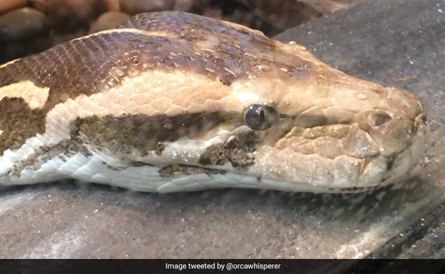8-Foot-Long Python Rescued Near Delhi's Indraprastha Park