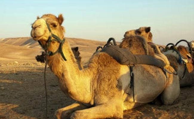 Australia To Kill Up To 10,000 Camels Amid Wildfires: Report
