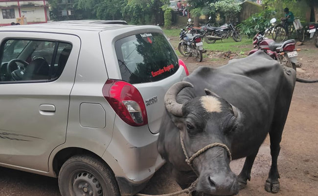 नायब तहसीलदार ने कथित तौर पर मांगी रिश्वत, किसान ने भैंस लाकर उनकी कार से बांध दी!