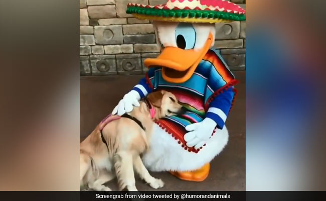 A Service Dog Meets Donald Duck. 10 Million Views For Heartwarming Video