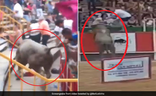 Bull Fight में सांड ने रिंग पार कर लोगों पर किया Attack, वायरल हुआ खतरनाक VIDEO