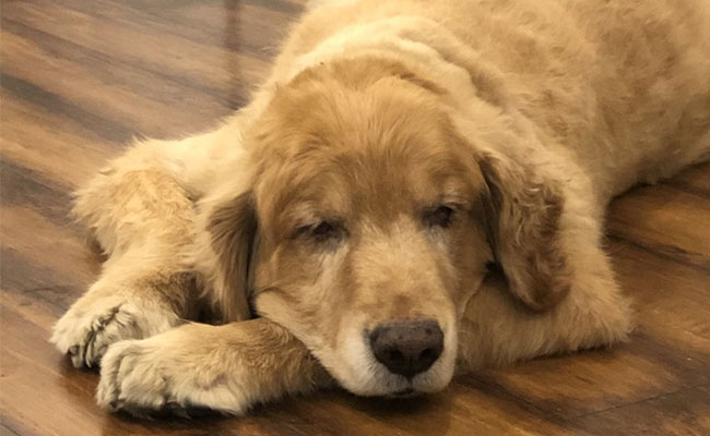 Blog: On Losing Disco, Our Golden Retriever And Irreplaceable Love