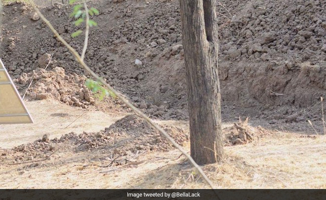 क्या इस तस्वीर में छिपे तेंदुए को ढूंढ सकते हैं आप? सोशल मीडिया पर माथापच्ची कर रहे लोग