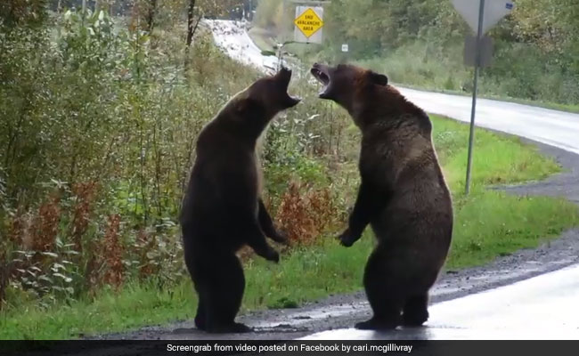 Grizzly Bear Fight Caught On Camera. A Million Views For Video