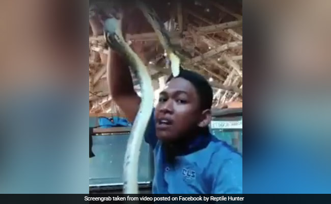 Watch: Man Gets Bitten By Snake While Playing With It On Camera