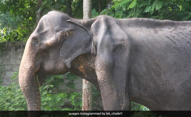 70-Year-Old Frail Elephant In Sri Lanka Whose Photos Sparked Outrage Dies