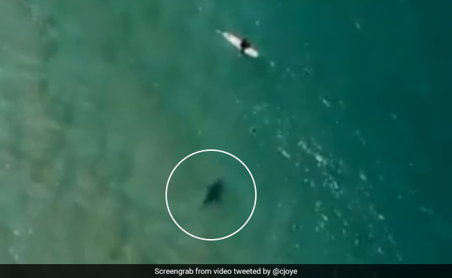 Watch How A Drone Pilot Saved A Surfer From Rapidly-Approaching Shark