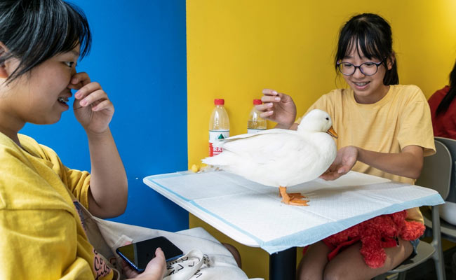 Hang Out With Cute Ducks And Teacup Pigs At This Cafe