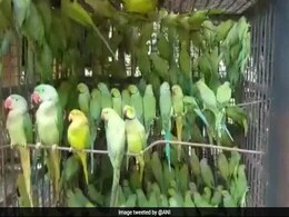2 Men Caught Smuggling Over 500 Parrots In West Bengal 2 Men Caught Smuggling Over 500 Parrots In West Bengal