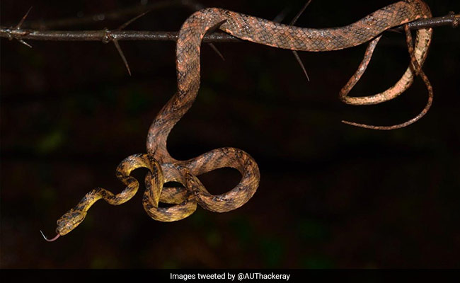 New Snake Species Named After Uddhav Thackeray's Younger Son