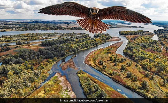 Doctor Captures Stunning Footage Of Falcon Swooping Towards Drone