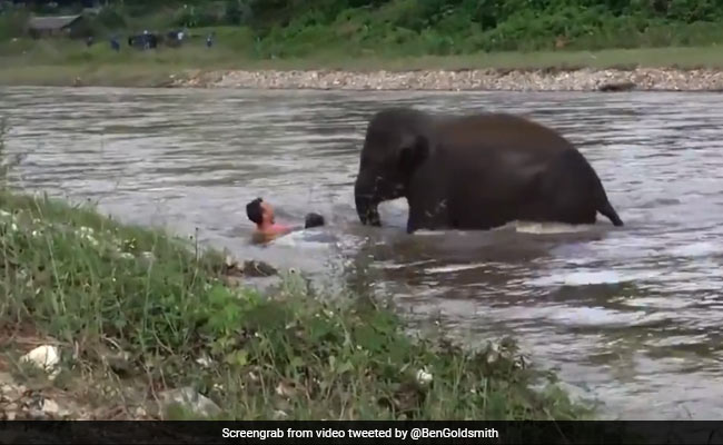 Baby Elephant Saves 'Drowning' Man. Twitter Touched By Old Video