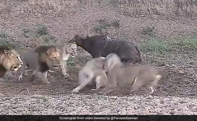 5 शेरों ने बनाया भैंस को शिकार, खाने के लिए भिड़ गए आपस में, उठकर भाग निकला भैंसा, देखें VIDEO