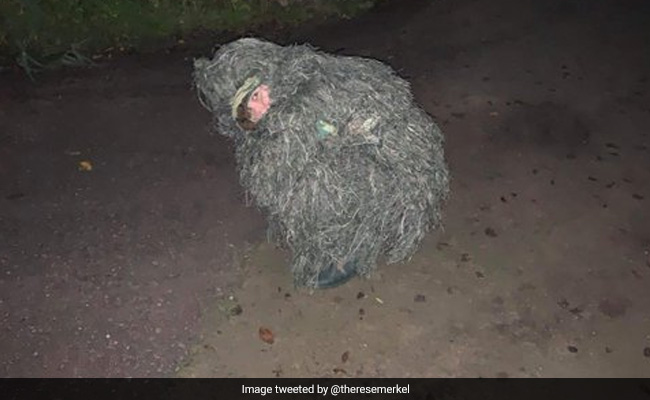 Woman Dresses Up As A Bush To Secretly Click Her Sister's Proposal Pics