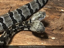 Rare Two-Headed Snake Named 'Double Dave' By Men Who Found It Rare Two-Headed Snake Named 'Double Dave' By Men Who Found It