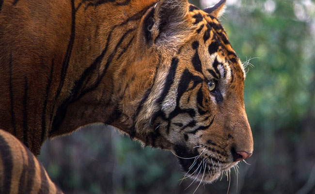 Tiger Mauls Man To Death In Rajasthan's Ranthambore National Park
