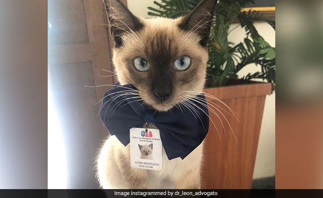 People Complained About Stray Cat, So A Law Firm Did Something Awesome