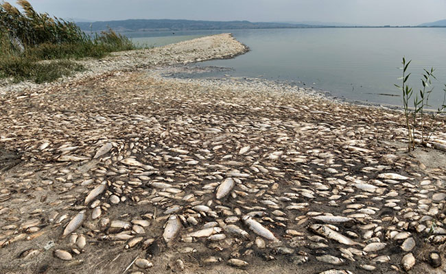 Thousands Of Dead Fish Wash Up On Drought-Stricken Greek Lake