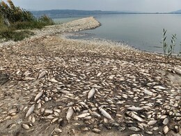 Thousands Of Dead Fish Wash Up On Drought-Stricken Greek Lake Thousands Of Dead Fish Wash Up On Drought-Stricken Greek Lake