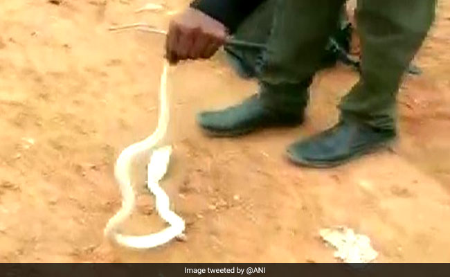 3-Feet-Long White Cobra Spotted In Coimbatore Residential Area
