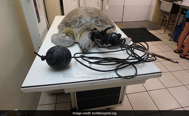 Sea Turtle Found Impaled With A Spear Off US Coast