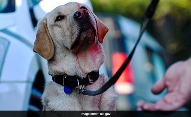 Cats, Dolphins And One Smart Raven: The CIA's Secret Animal Spies