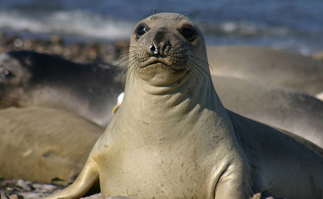 Angry Seal Helps Break Up International Drug Ring