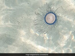 Marine Organisms Causing Skin Irritation Spotted In Goa Beaches Marine Organisms Causing Skin Irritation Spotted In Goa Beaches