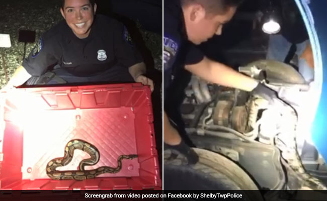Cop Pulls Python From Car Engine In Hair-Raising Video