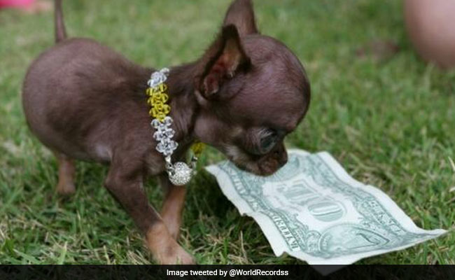 Humans' Selective Tweaking Of Dogs Also Altered Their Brains, Says Study