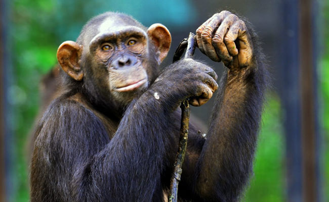 Chimpanzees Found To Share Humans' Style Of Conversing