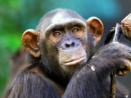 चिम्पांजी पत्तों से बम करते हैं साफ, सेक्स के बाद प्राइवेट पार्ट पोछने में करते हैं इस्तेमाल- स्टडी