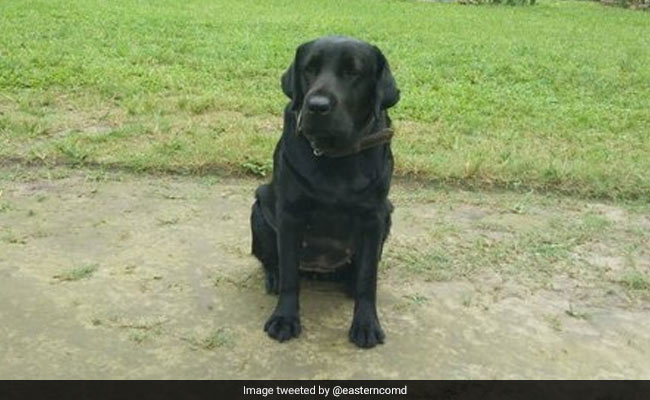 Army Dog "Jaari" Is A Big Hero On Social Media. What He Did