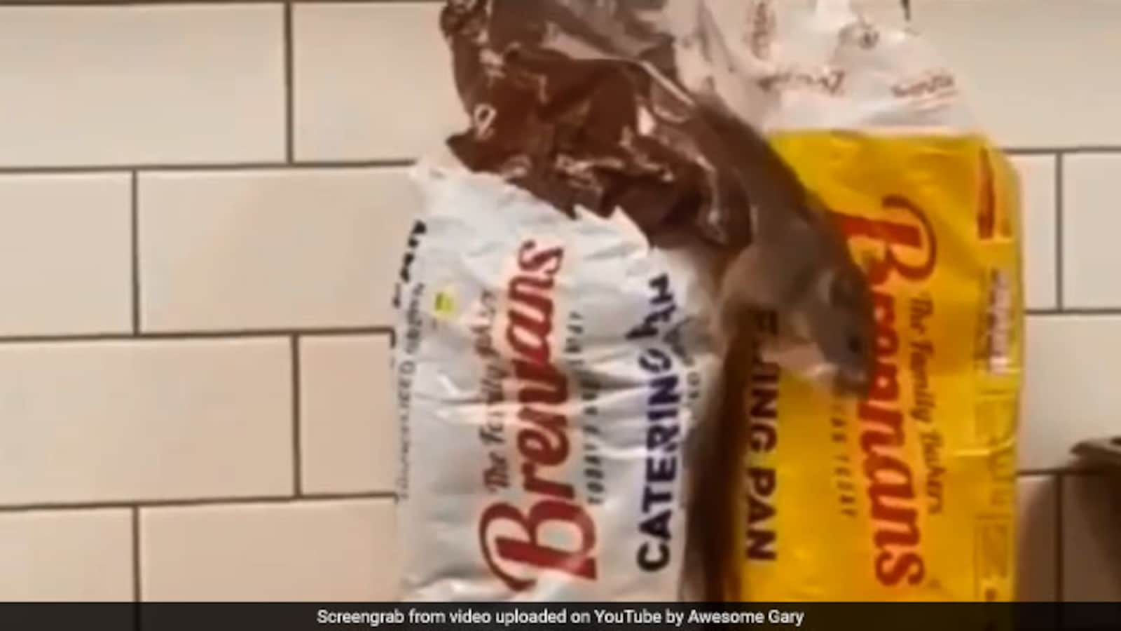 Store Closes After Video Of Rat Crawling Out Of Bread Bag Goes Viral