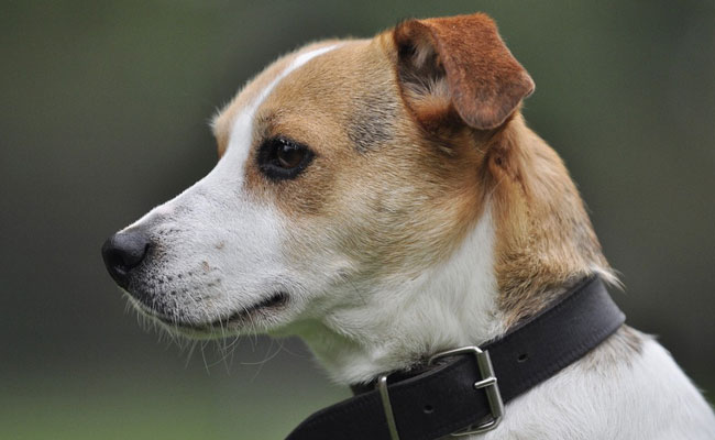 Pet Dog Shoots, Kills US Man Out On Hunting Trip