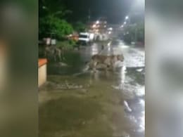 बरसात की रात में खाना तलाशते हुये शहर के बीच पहुंच गया 7 शेरों का झुंड, देखें VIDEO बरसात की रात में खाना तलाशते हुये शहर के बीच पहुंच गया 7 शेरों का झुंड, देखें VIDEO
