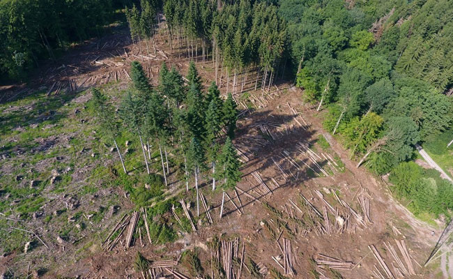 More Than Half Of Europe's Native Trees Risk Extinction: Study