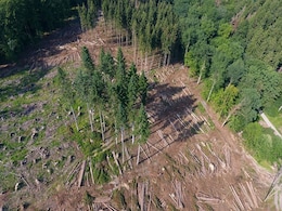 More Than Half Of Europe's Native Trees Risk Extinction: Study More Than Half Of Europe's Native Trees Risk Extinction: Study