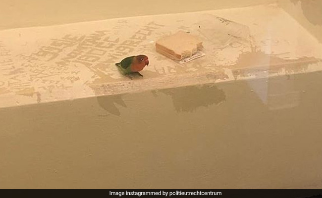 Picture Of Dutch 'Jailbird' Sparks Social Media Storm