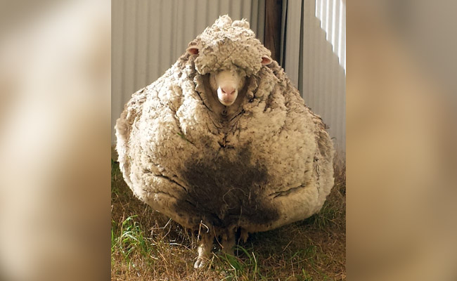 Chris The Sheep, Famous For Record-Breaking Fleece, Dies